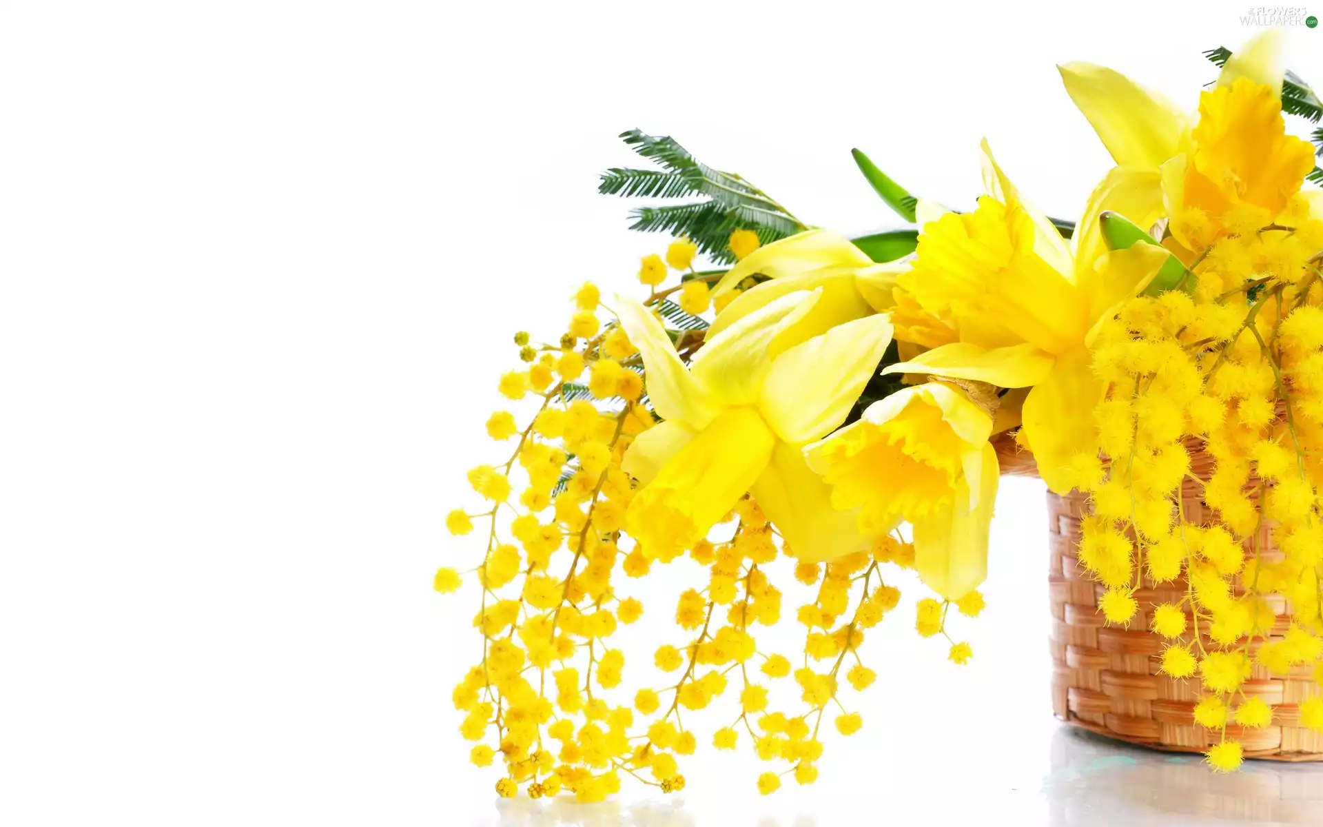 Daffodils, Flowers, basket