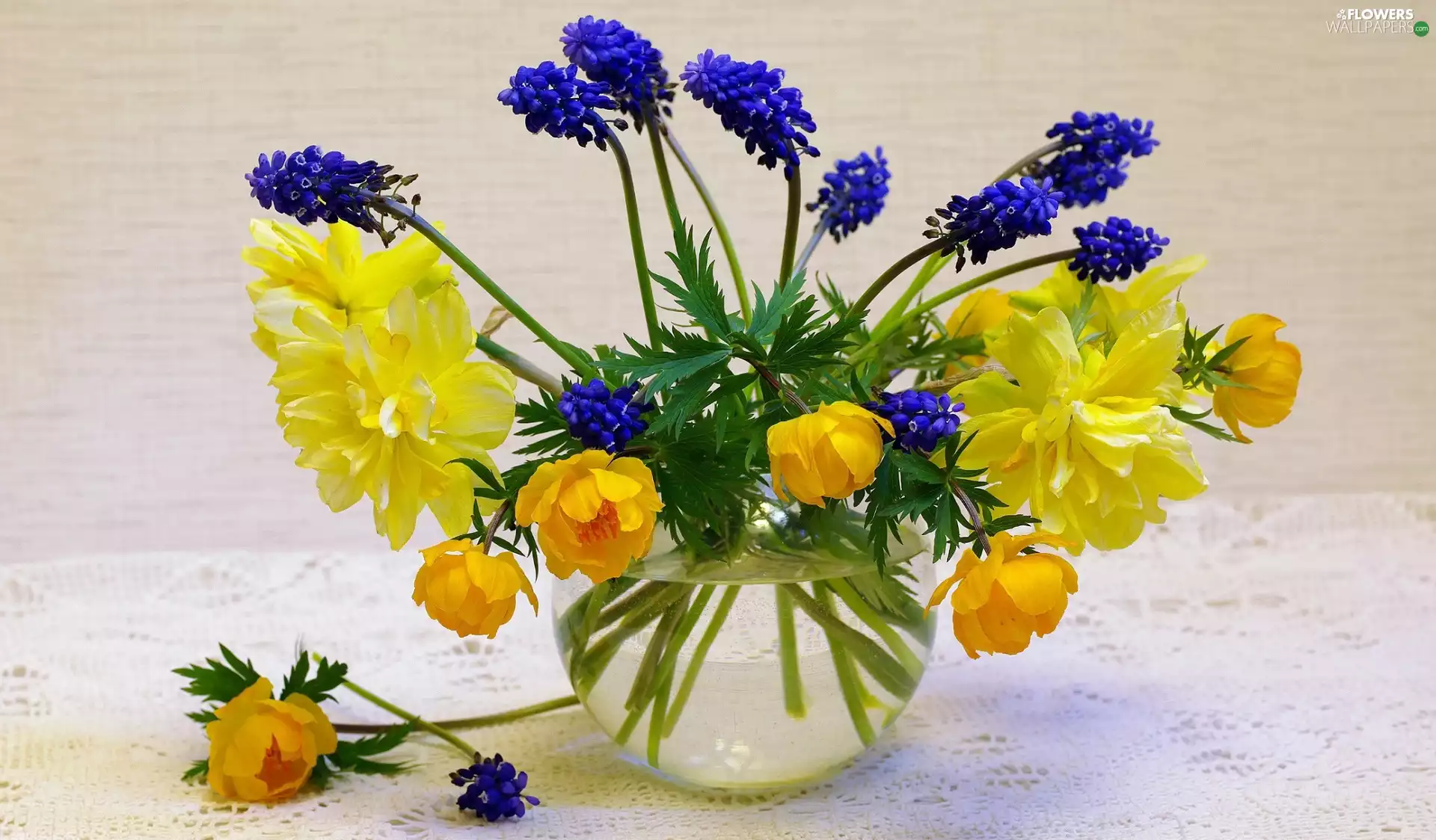 Flowers, Vase, Muscari, Daffodils, glaucoma, bouquet