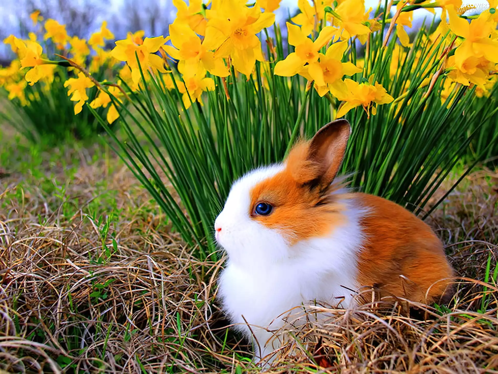 Daffodils, honeyed, Bunny