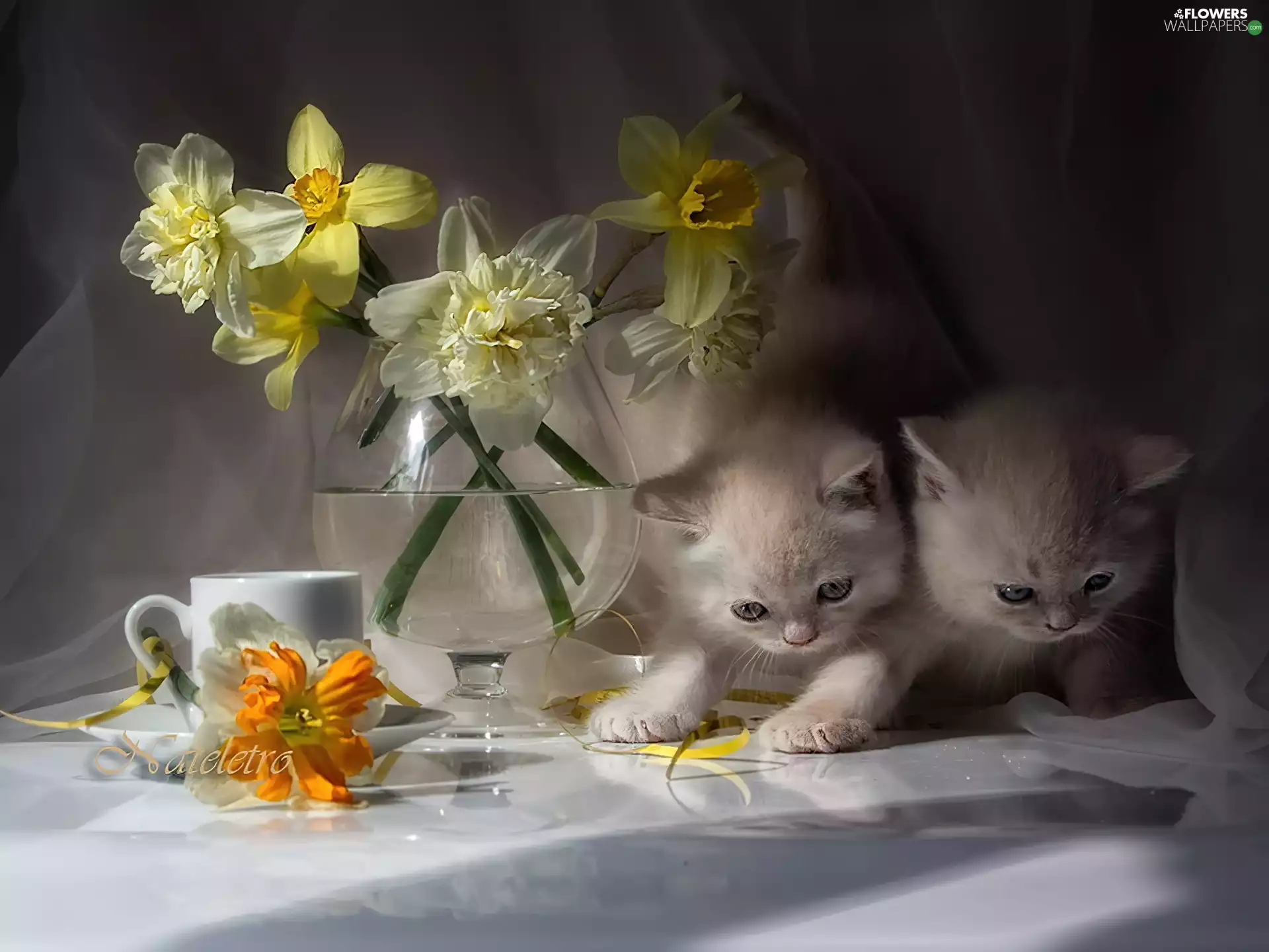 Vase, cup, puss, Daffodils, Two cars