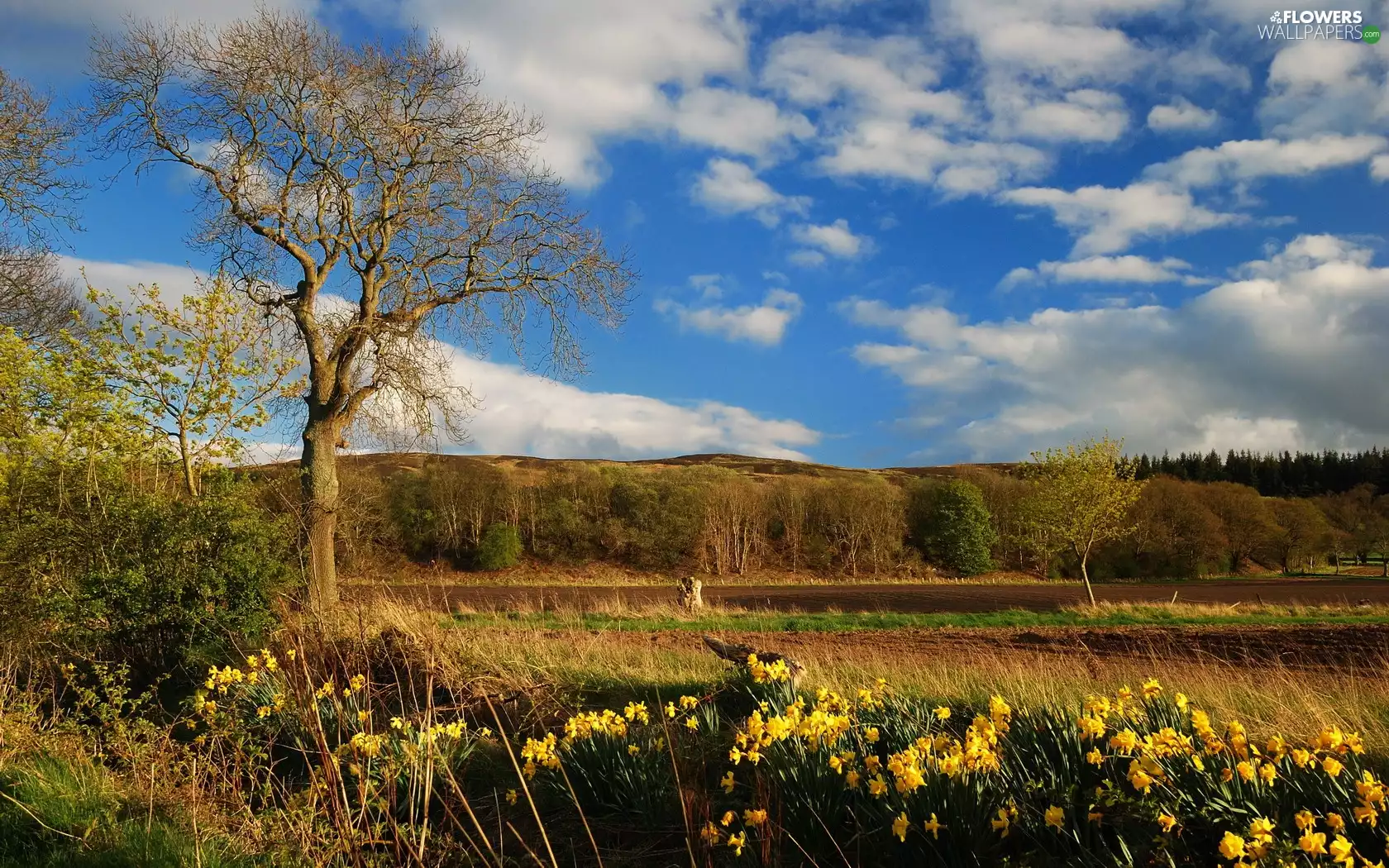 trees, Daffodils, country, field, Spring