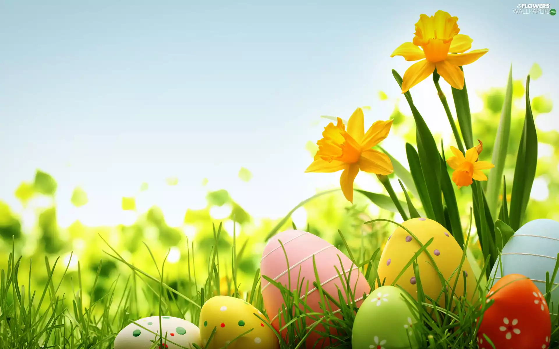 Daffodils, color, eggs