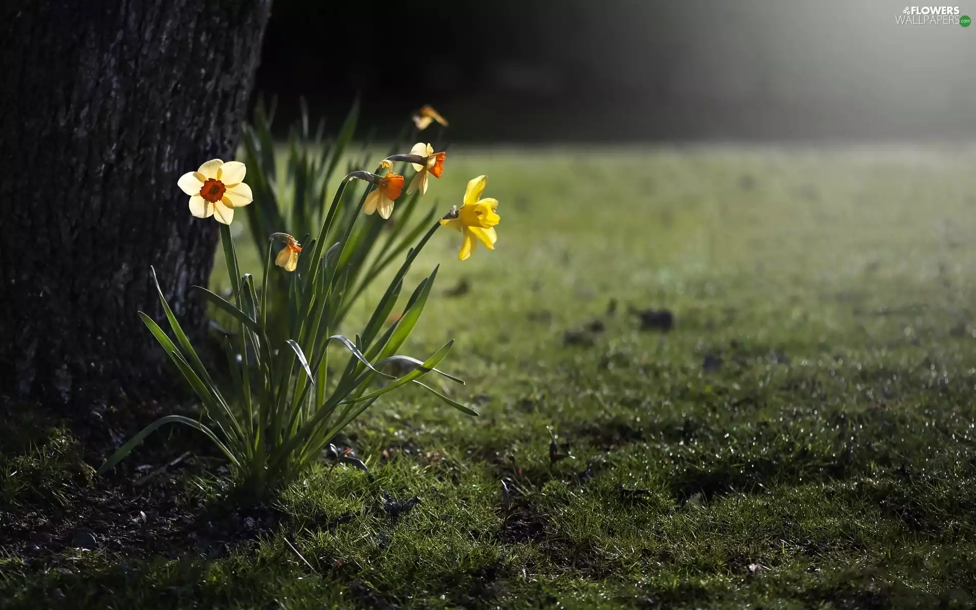 Flowers, Daffodils