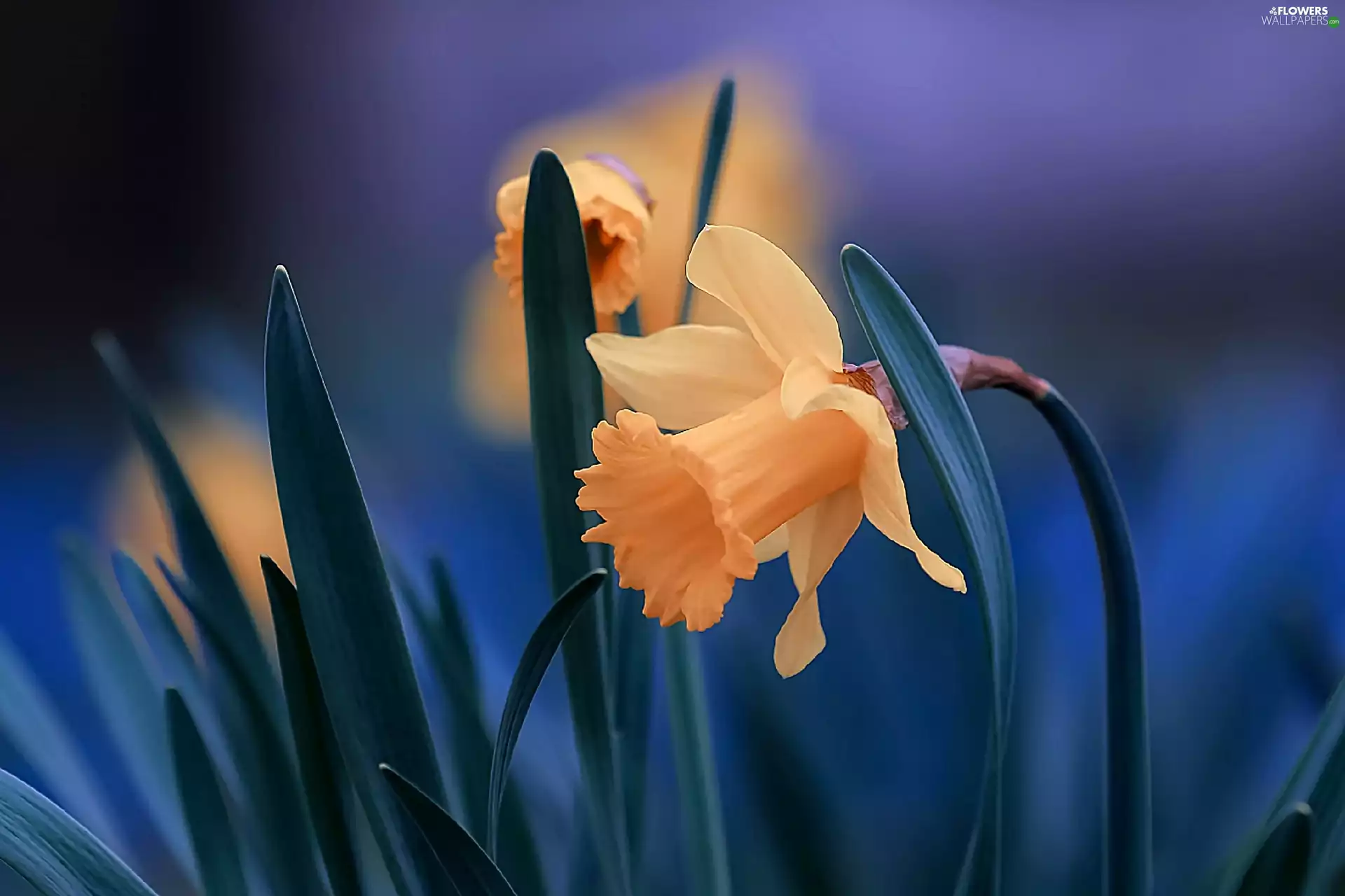 Flowers, Daffodils