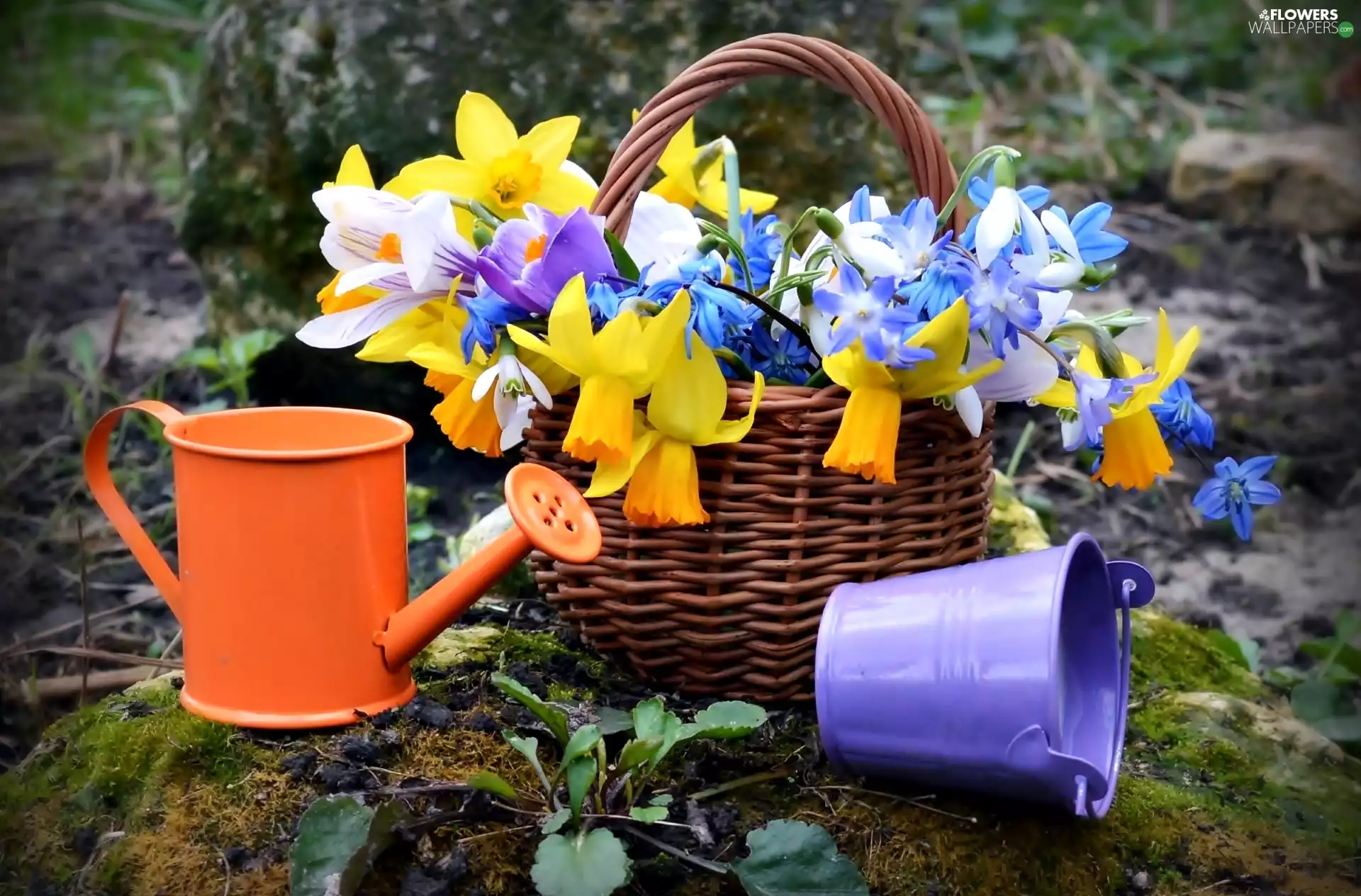 watering can, bucket, Daffodils, basket, Flowers