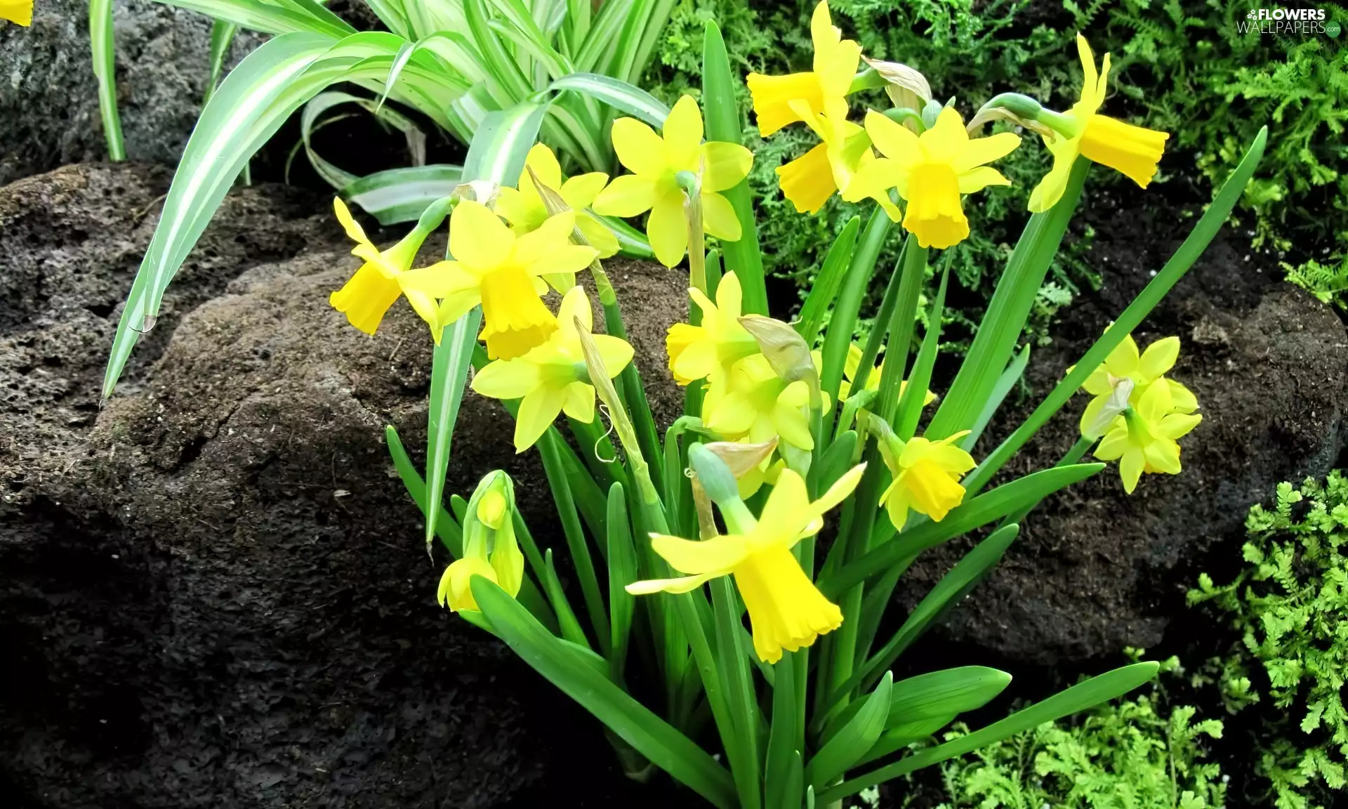 Flowers, Yellow, Leaf, Daffodils