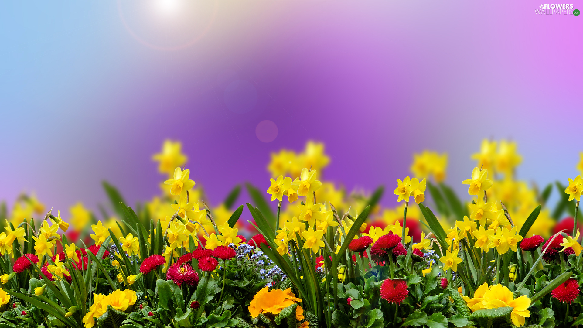 Flowers, daisies, Spring, Daffodils Flowers wallpapers 1920x1080