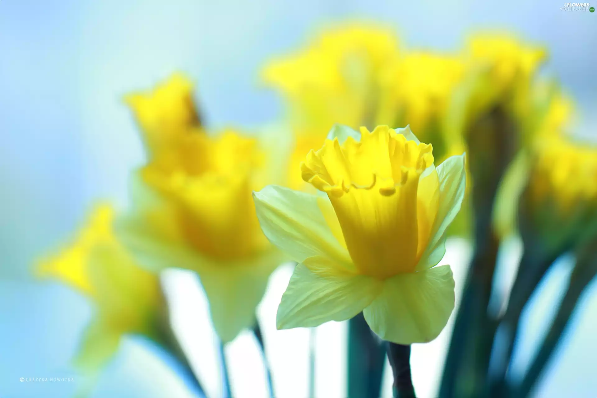 Daffodils, Yellow, Flowers