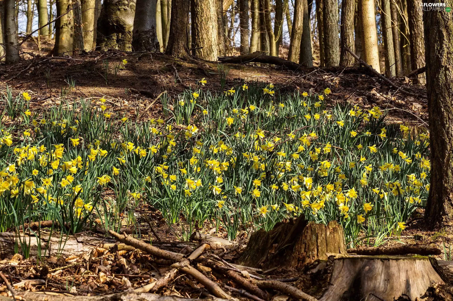 forest, Daffodils