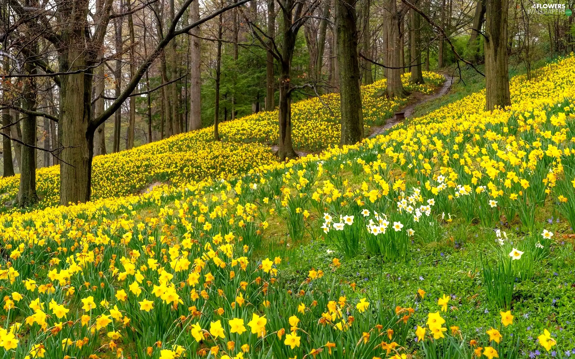 trees, viewes, grass, Flowers, narcissus, Spring, forest, Daffodils