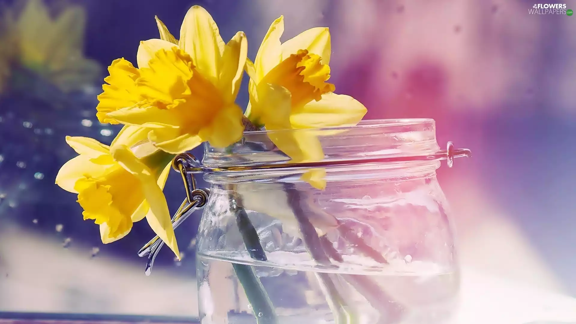 Daffodils, jar