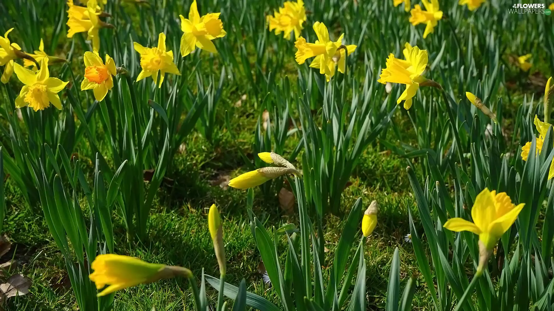 Leaf, Flowers, Trumpet Daffodils