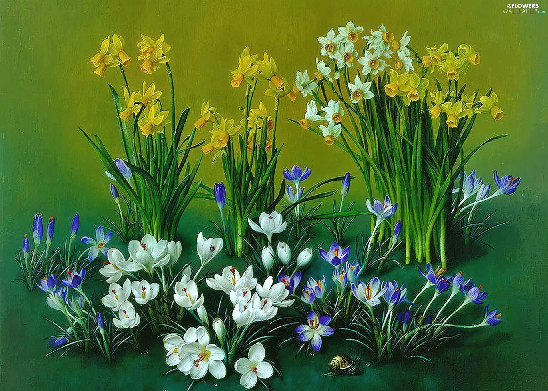 Daffodils, crocuses, narcissus