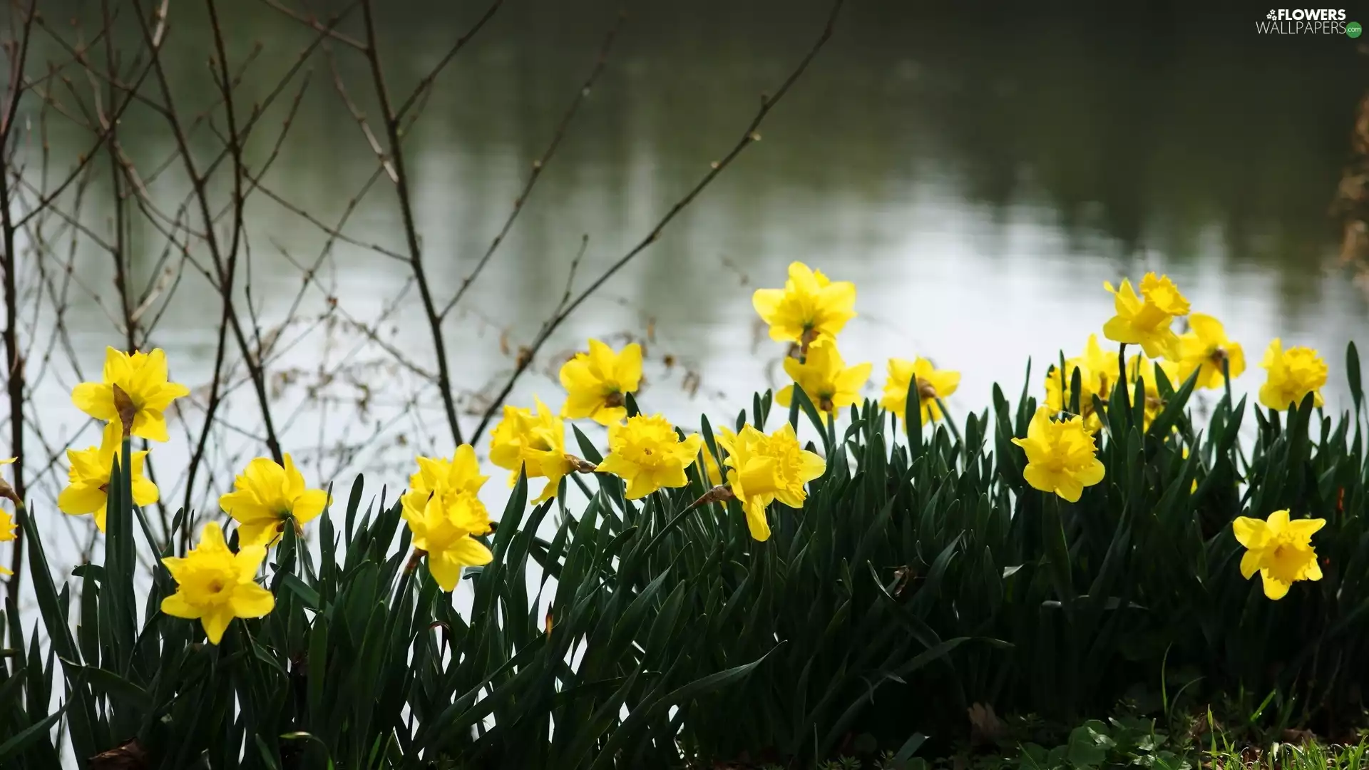 Daffodils, River