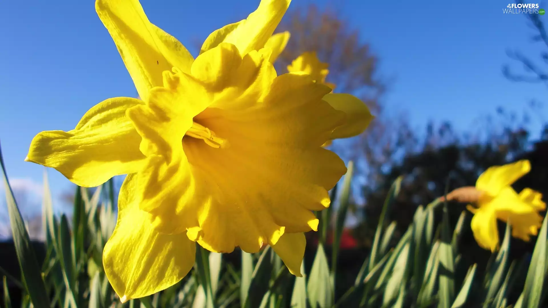 Sky, Daffodils