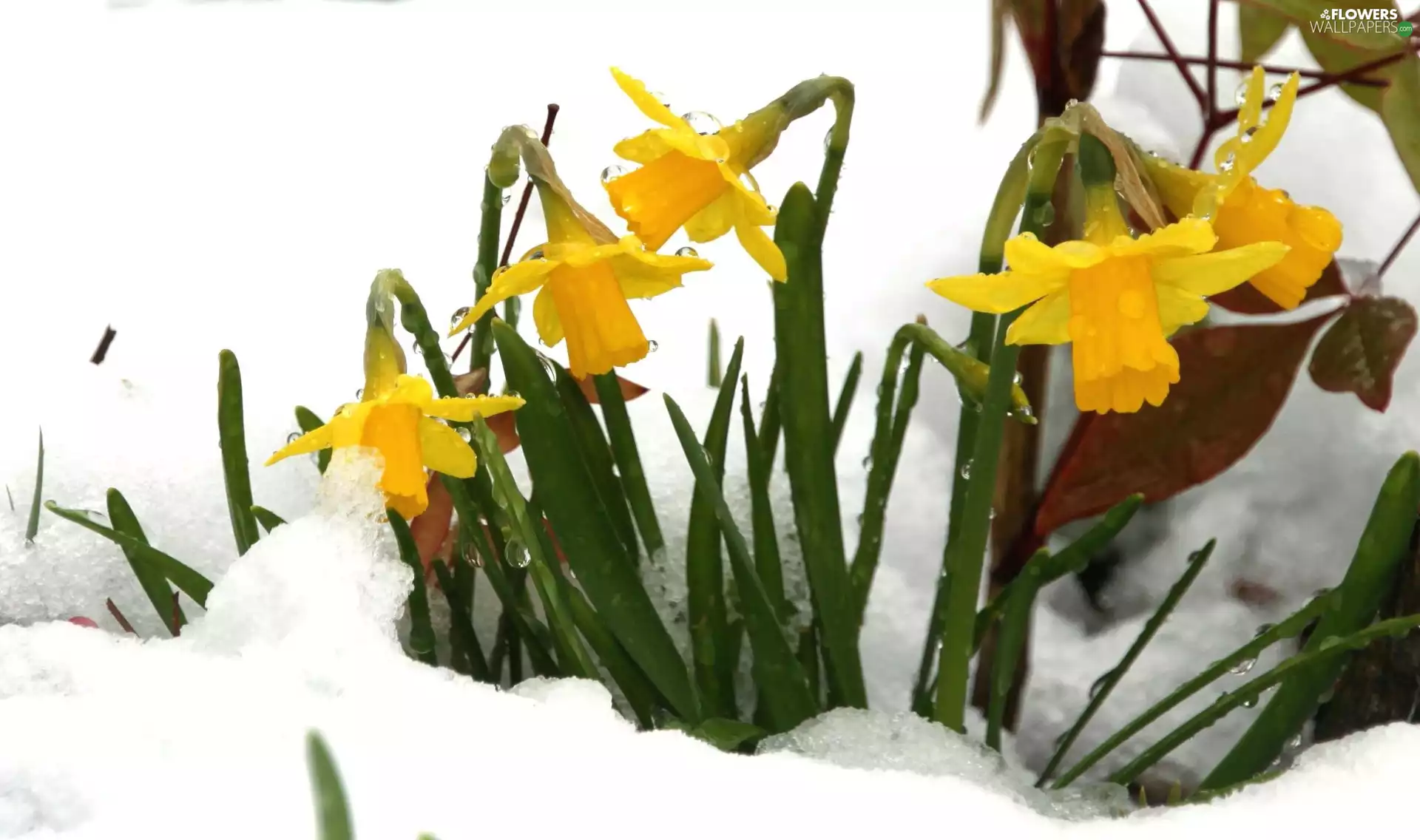 Daffodils, snow