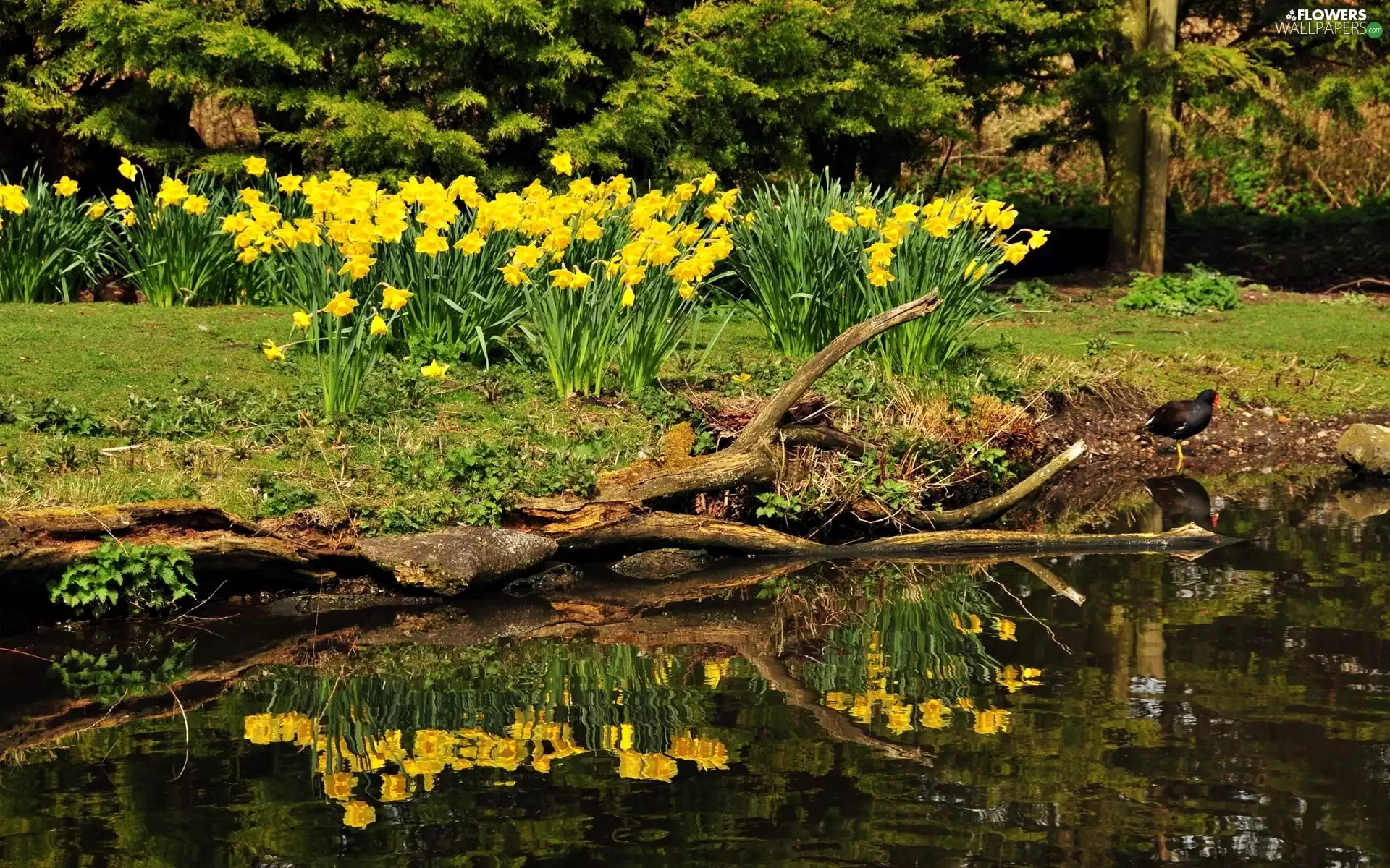 Spring, Pond - car, Daffodils