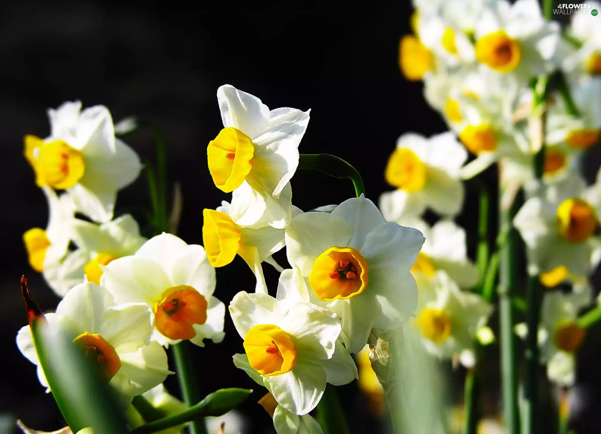 White, Daffodils