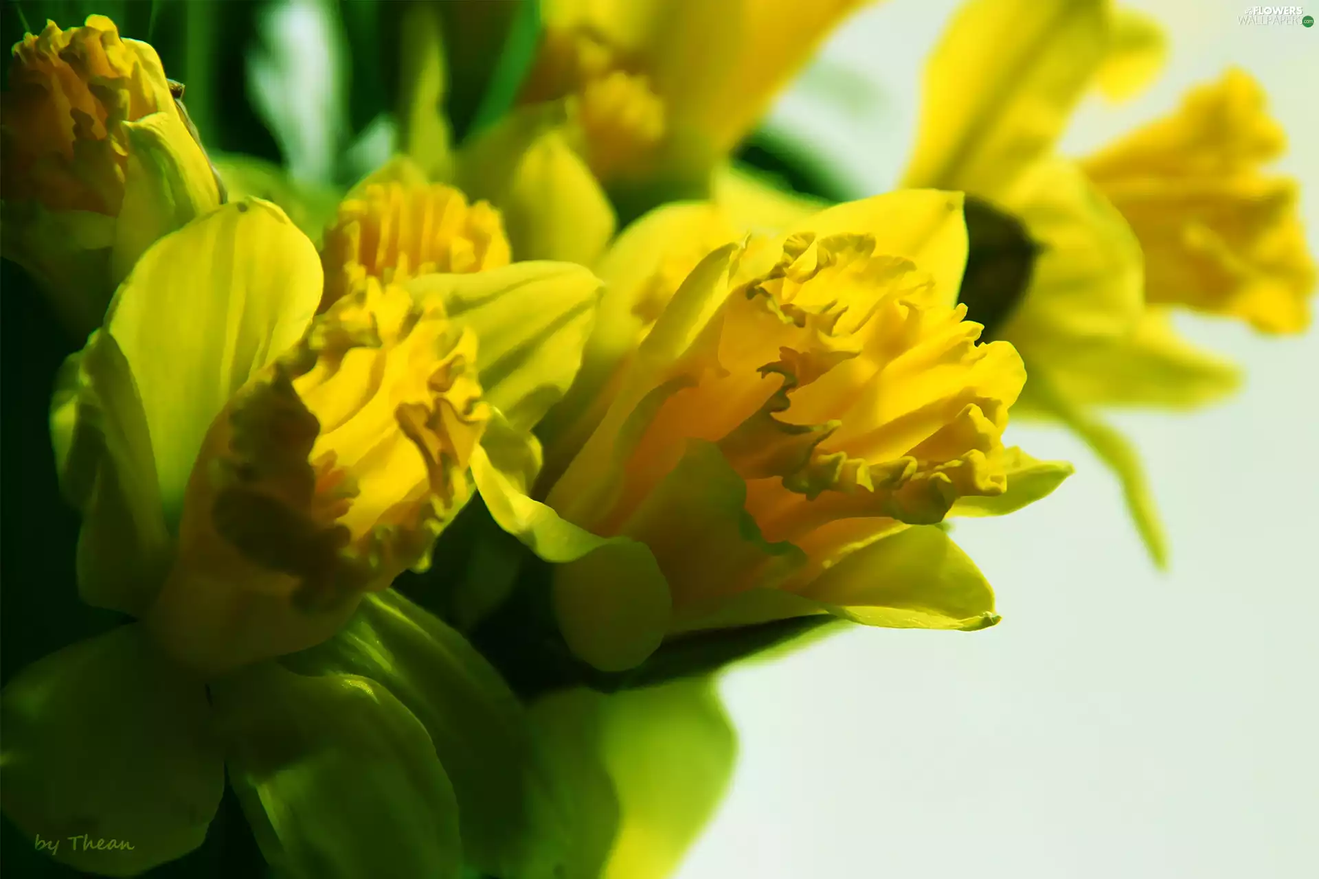 Yellow, Daffodils