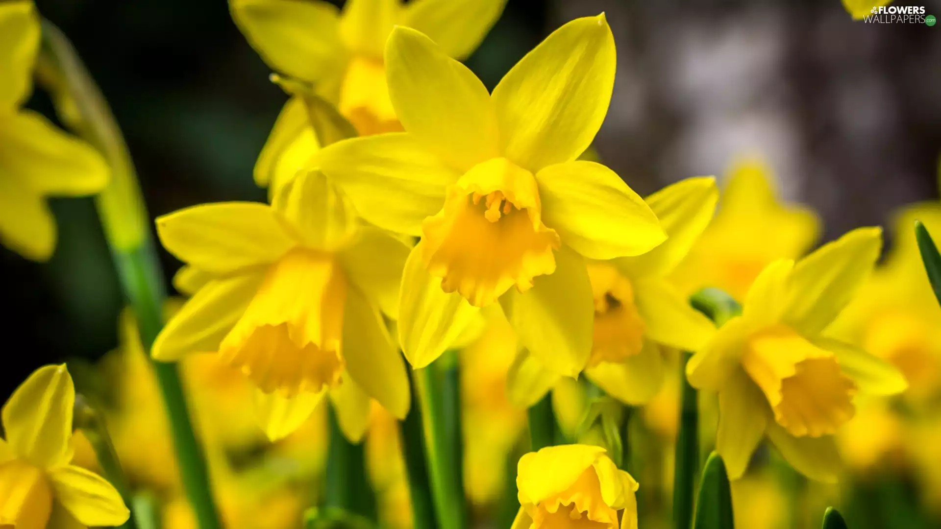 Daffodils, Flowers, Yellow