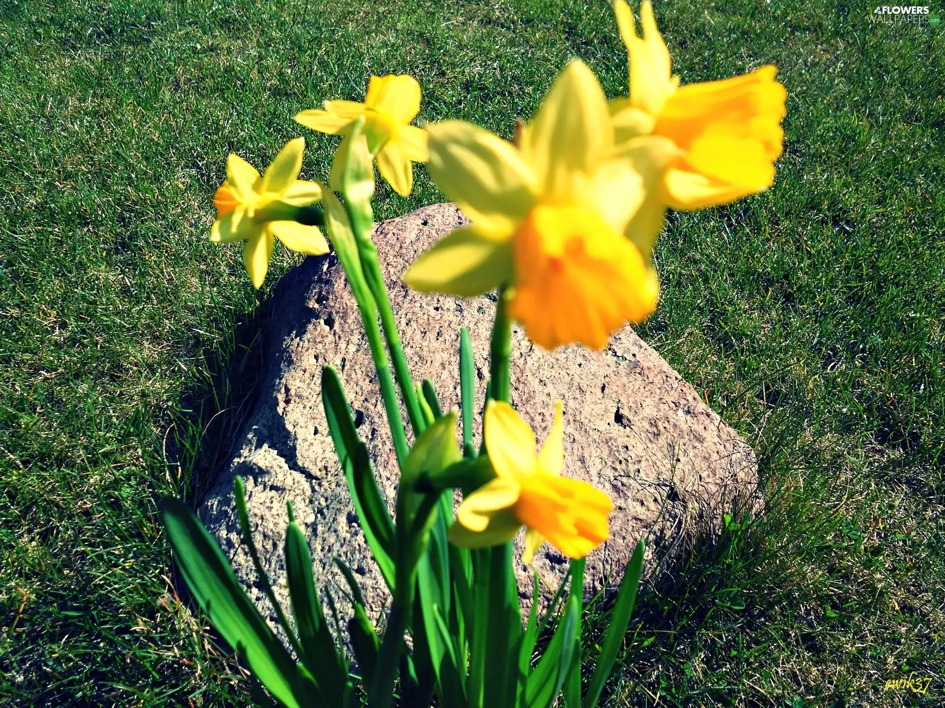 Yellow, Stone, grass, Daffodils