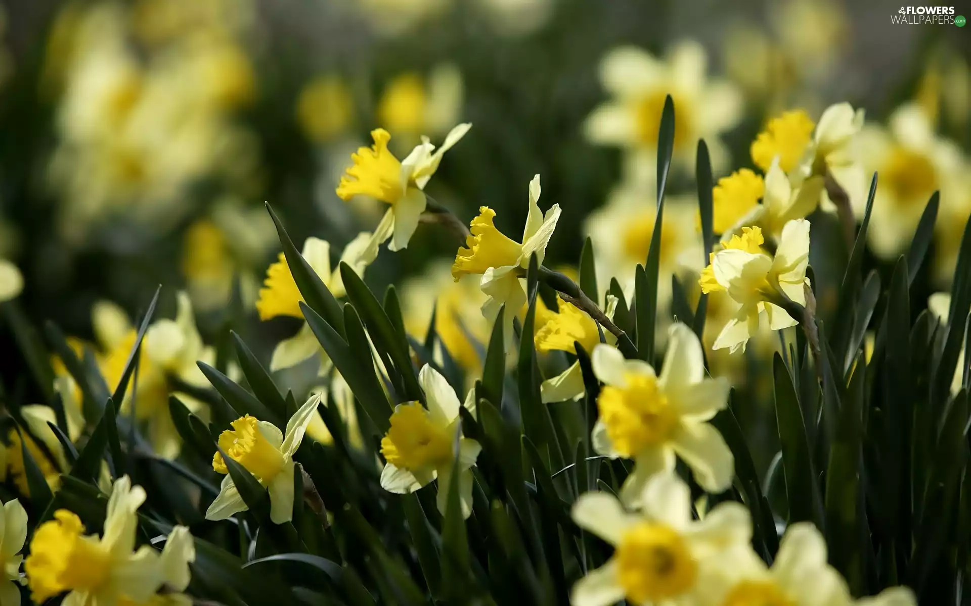 Daffodils