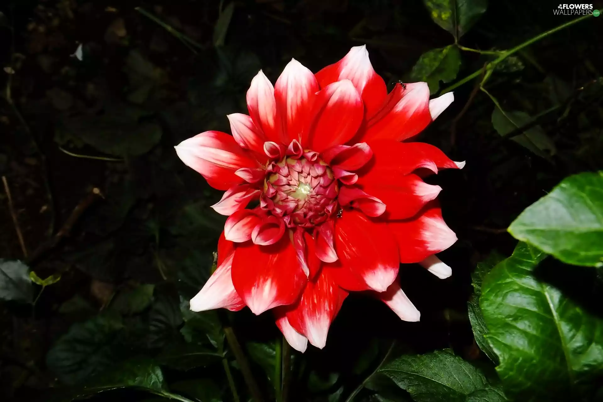 Dalia, red, White