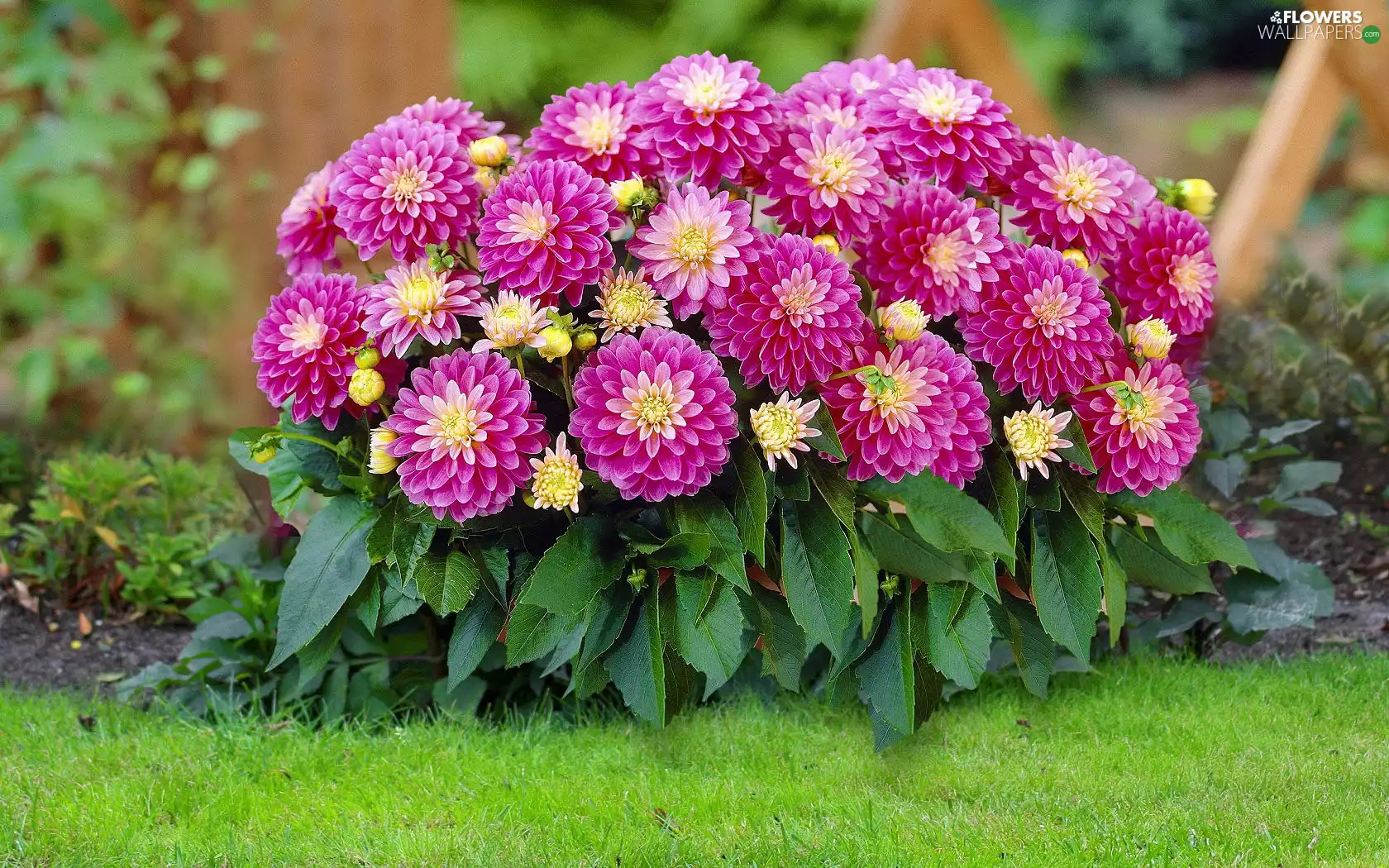 dahlias