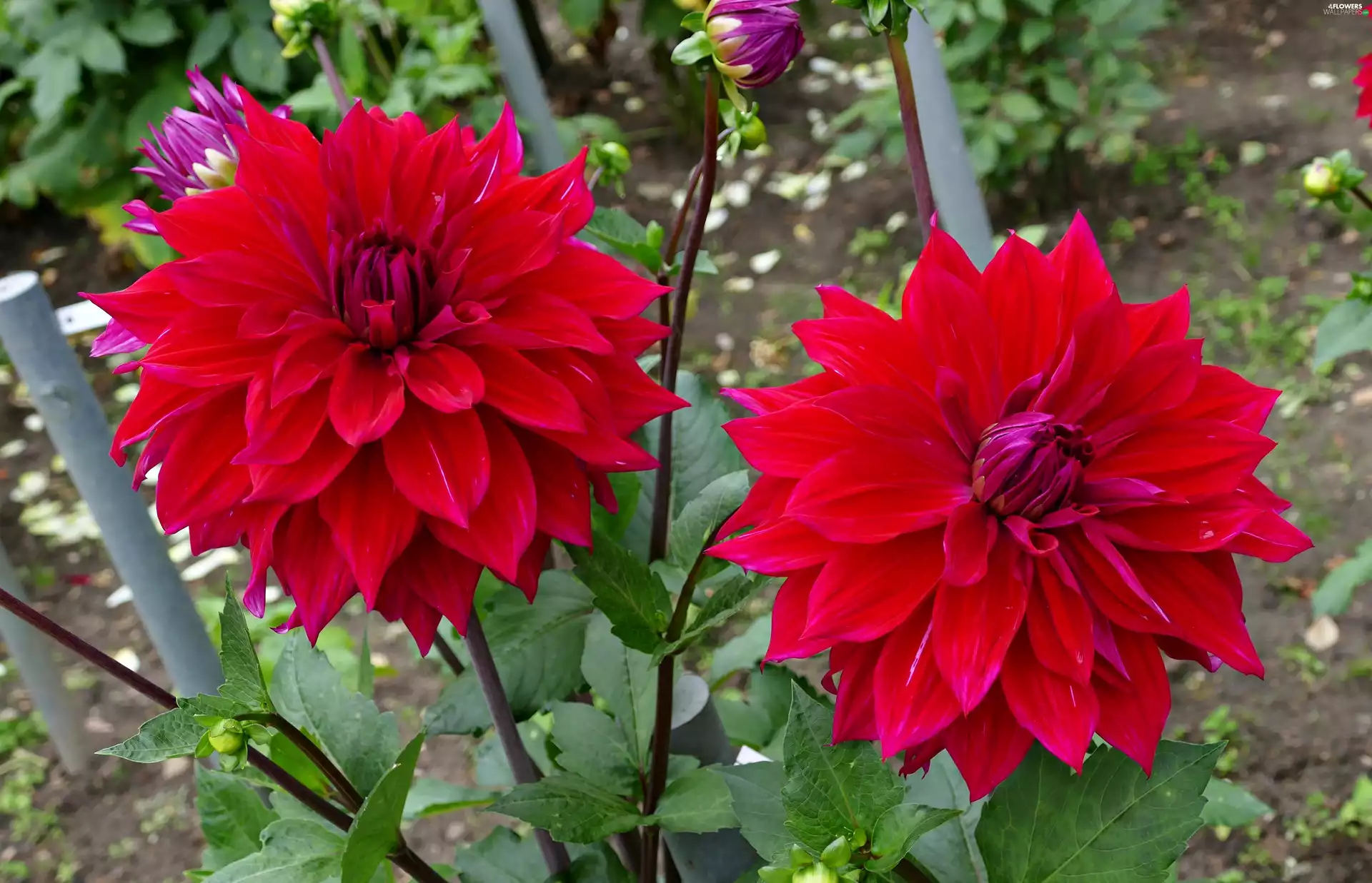 dahlias