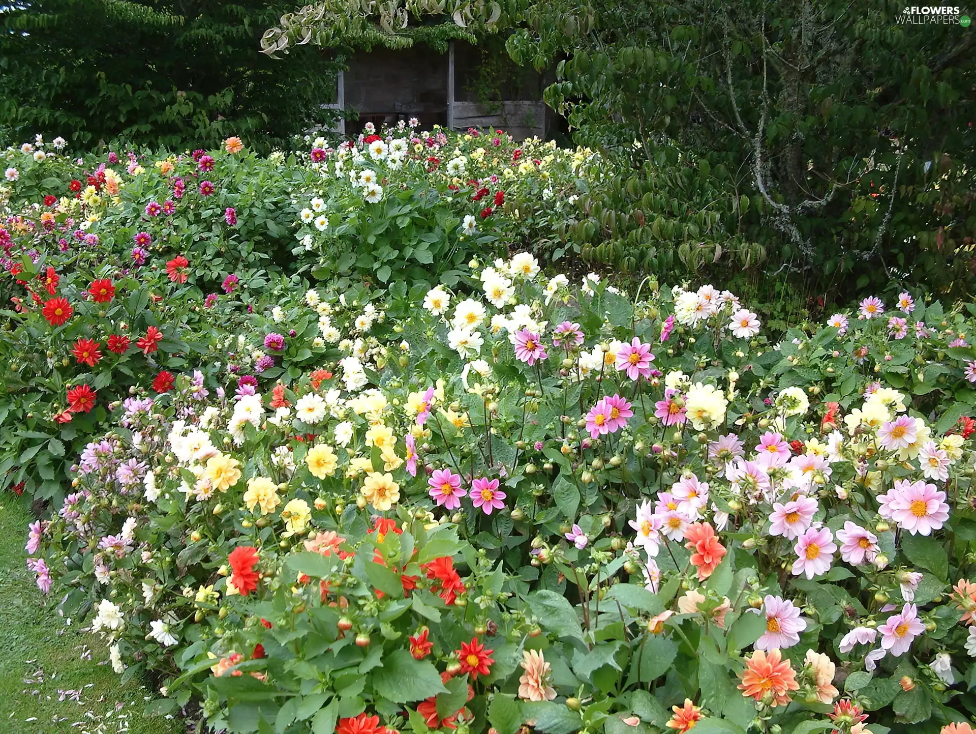 dahlias, Garden, beatyfull