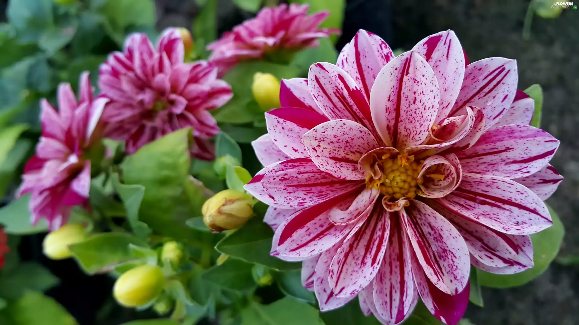 dahlias, Buds
