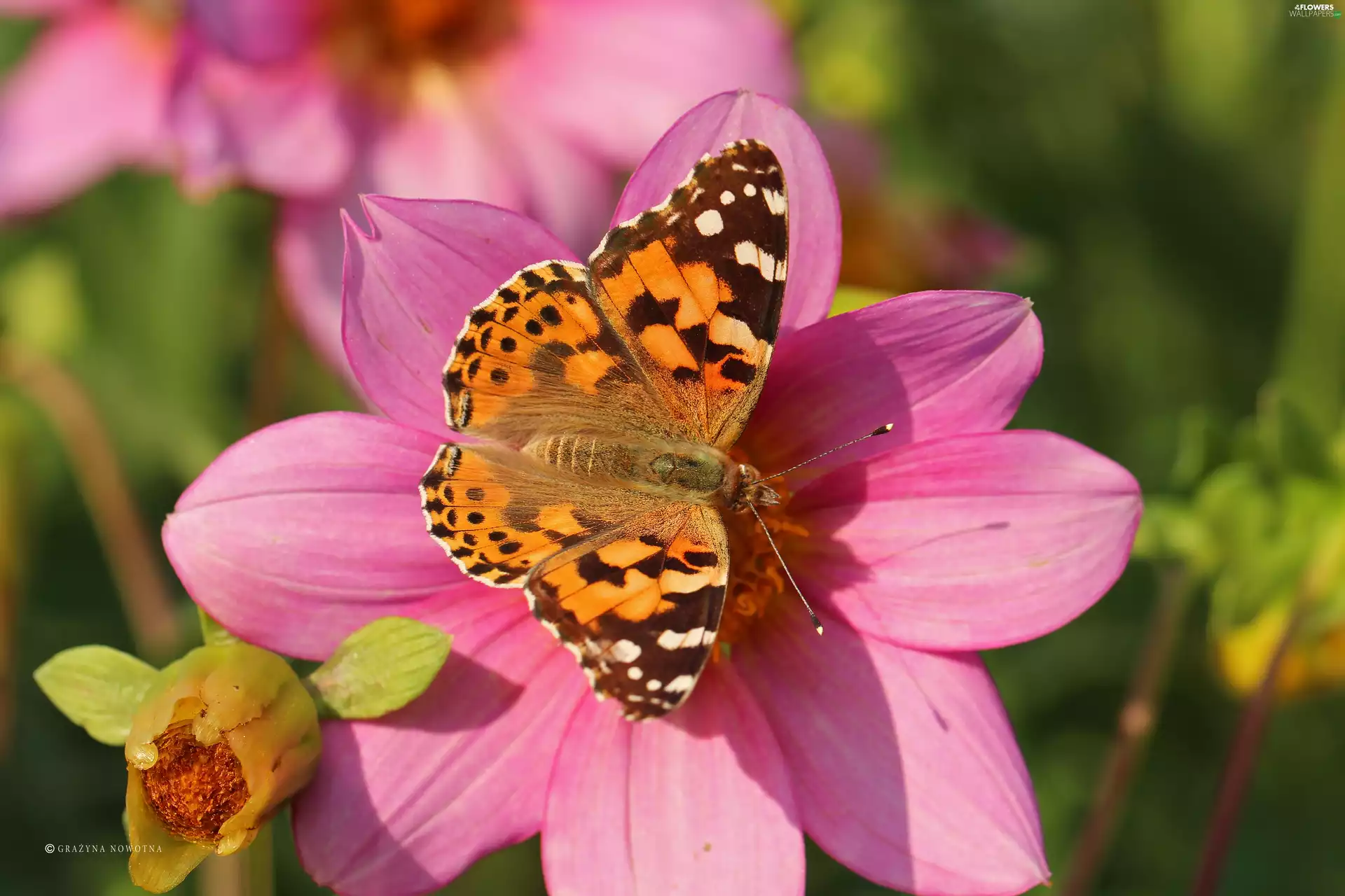 butterfly, undine, Pink, dahlias, Insect, Cardui