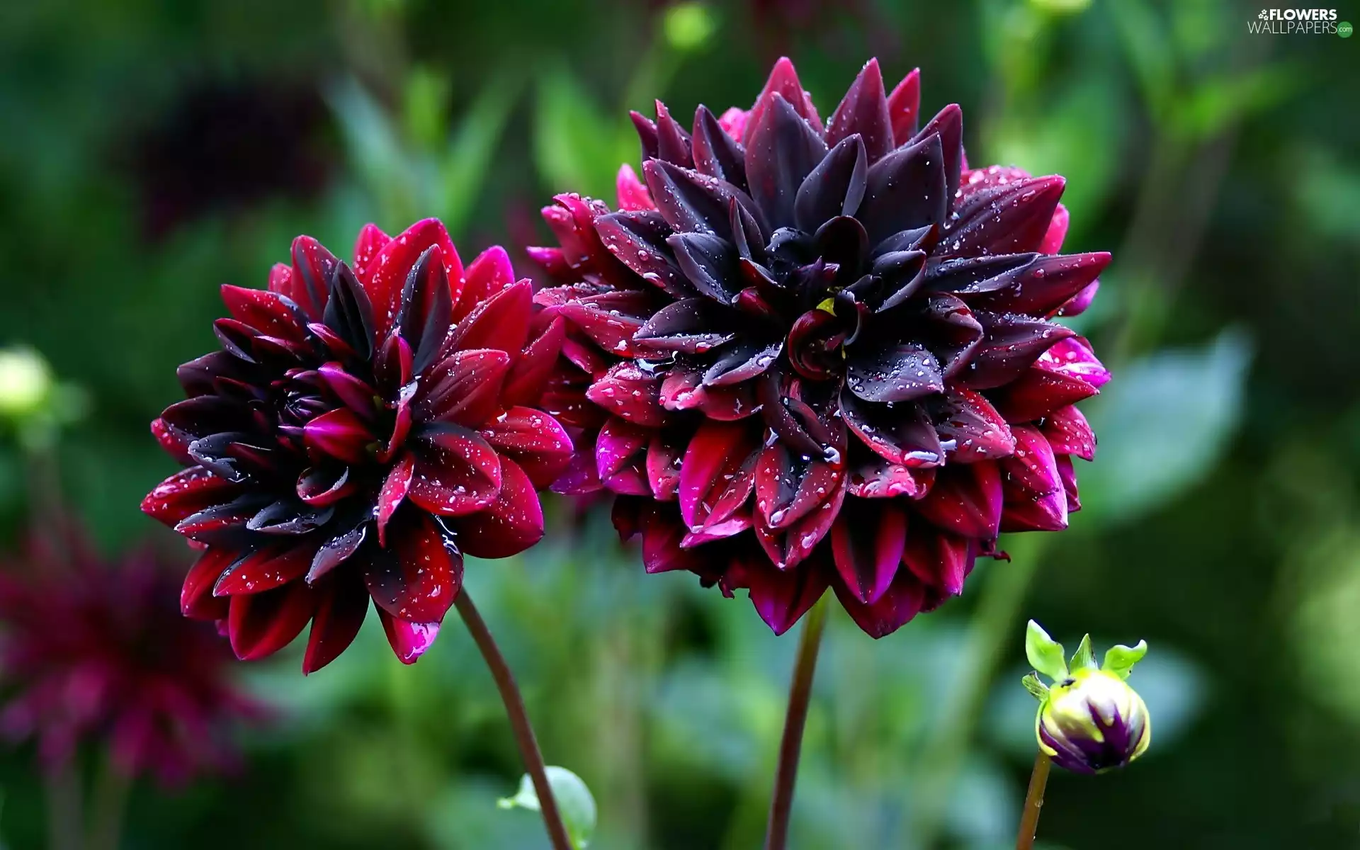 dahlias, Flowers, claret