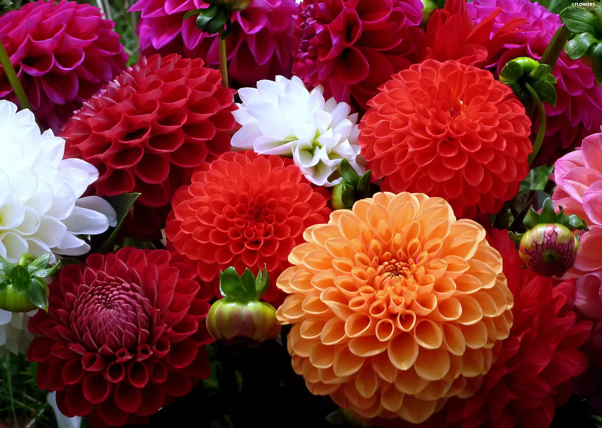 color, dahlias