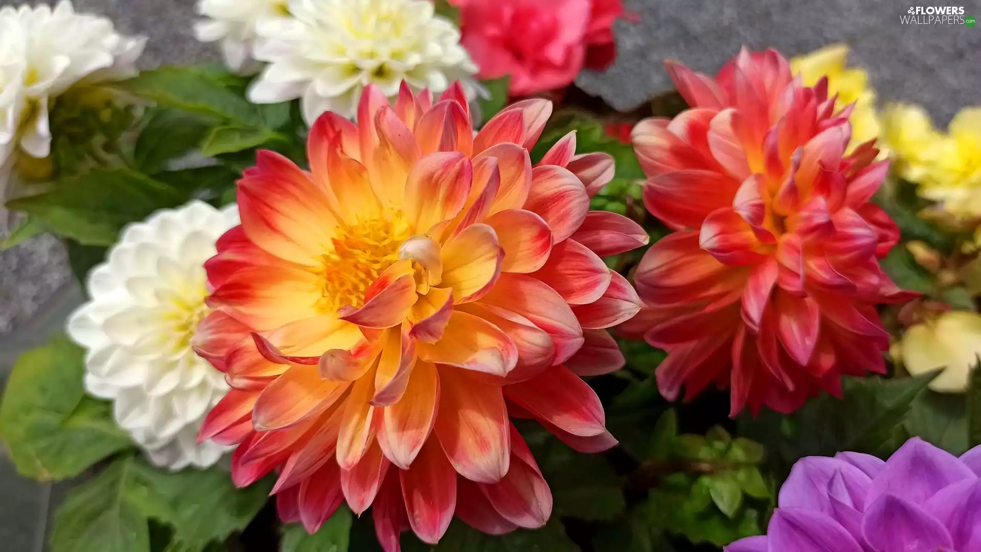 dahlias, color, developed