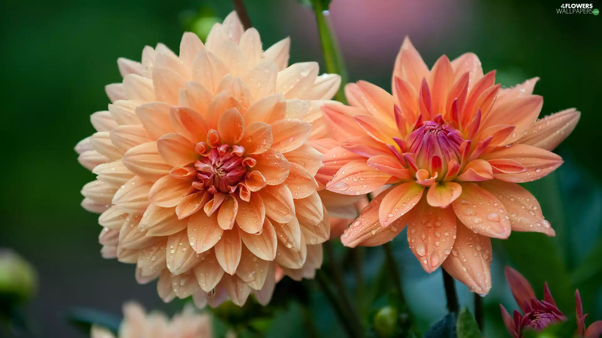 flourishing, drops, rapprochement, dahlias