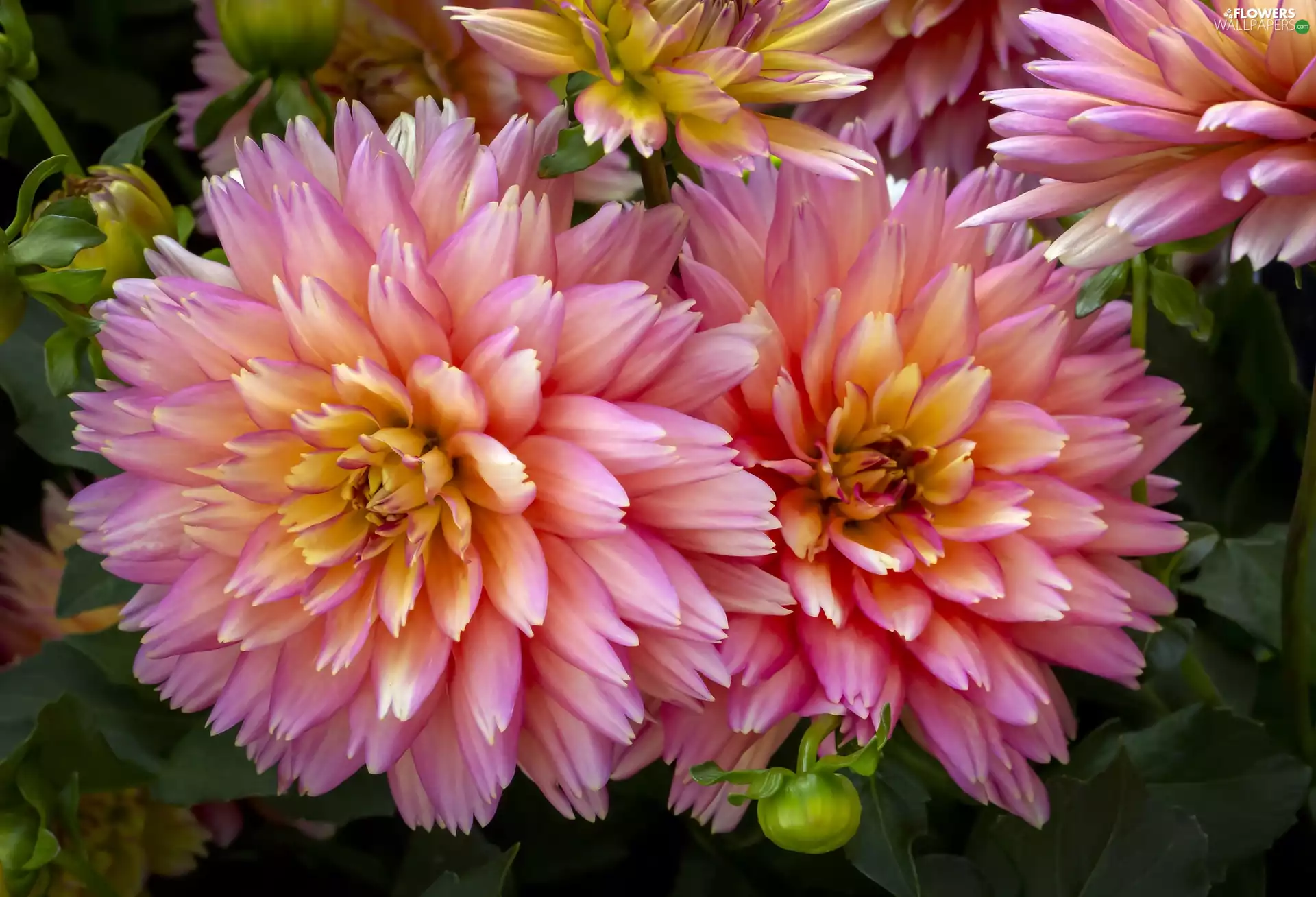 dahlias, Flowers