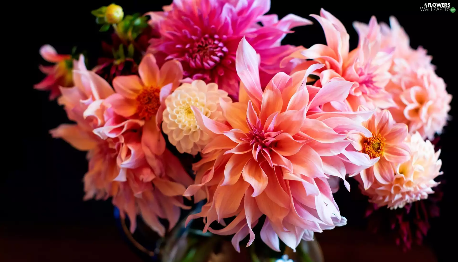 dahlias, bouquet, Flowers