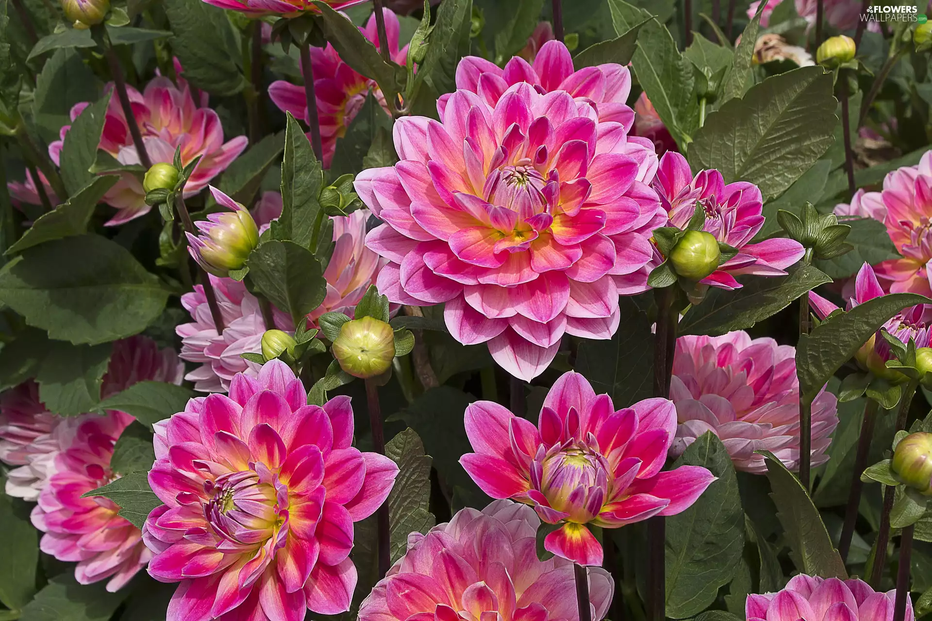 Flowers, Pink, Buds, dahlias