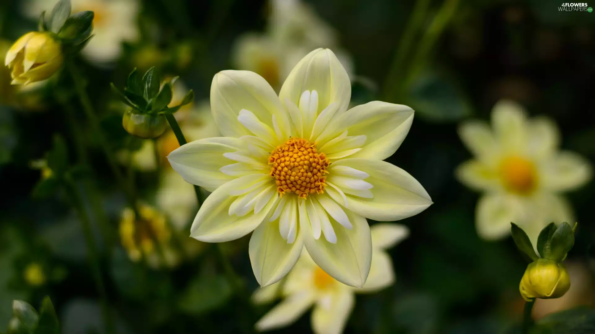 Flowers, Yellow, Buds, dahlias