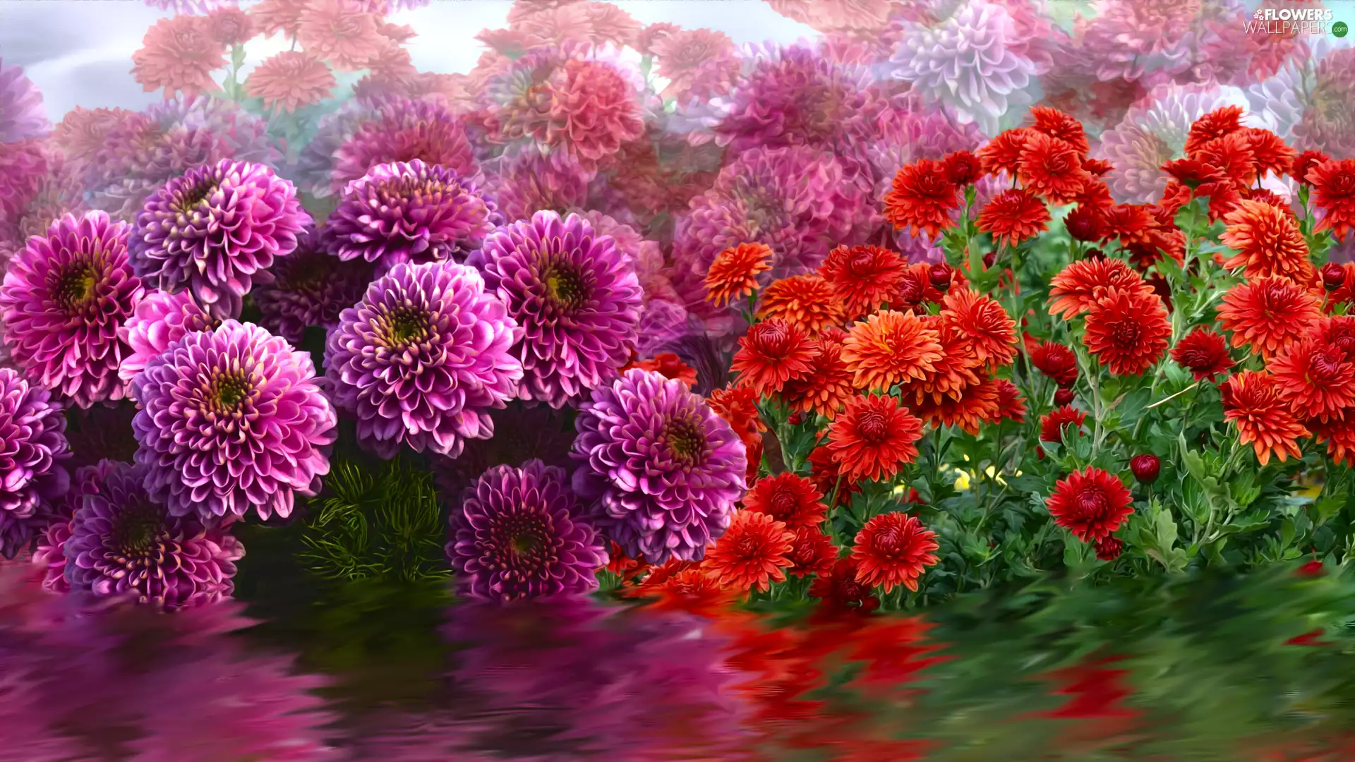 Flowers, Chrysanthemums, graphics, dahlias