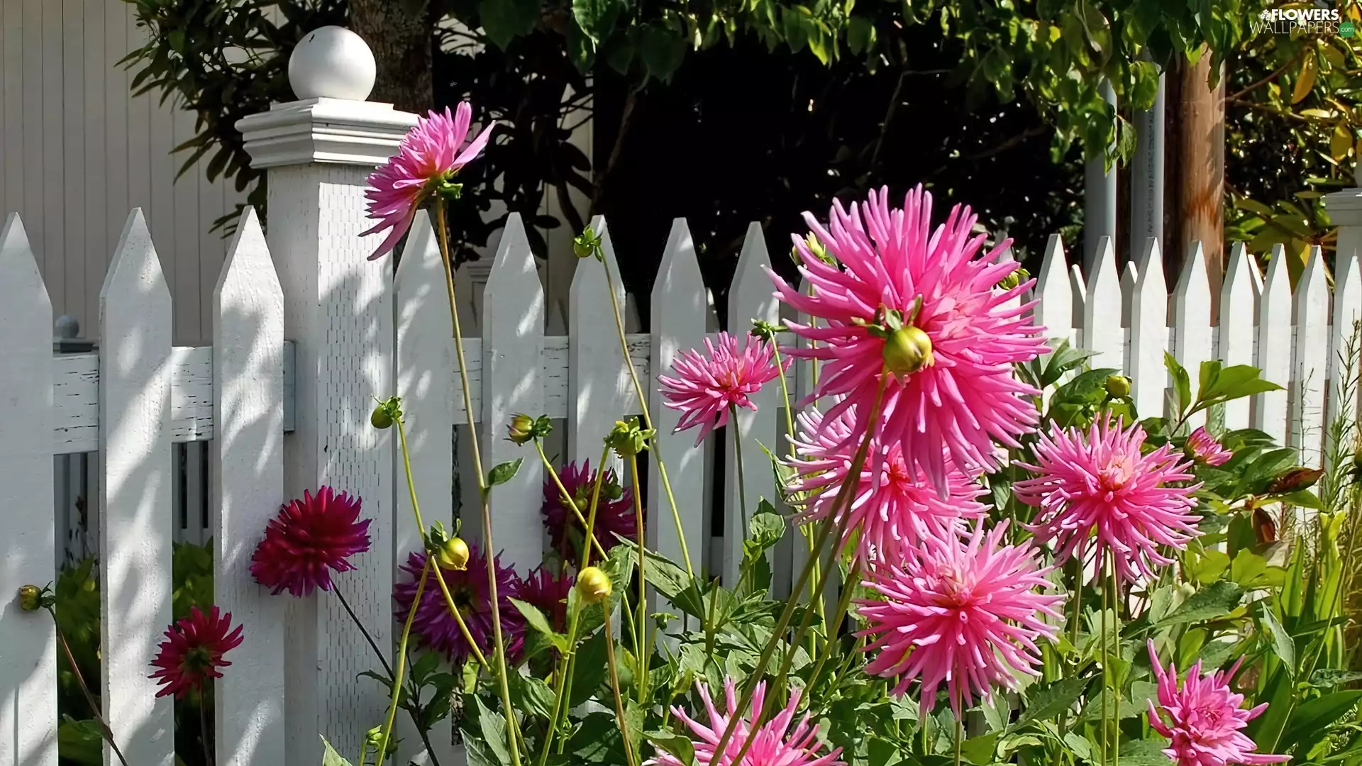 Flowers, White, Hurdle, dahlias