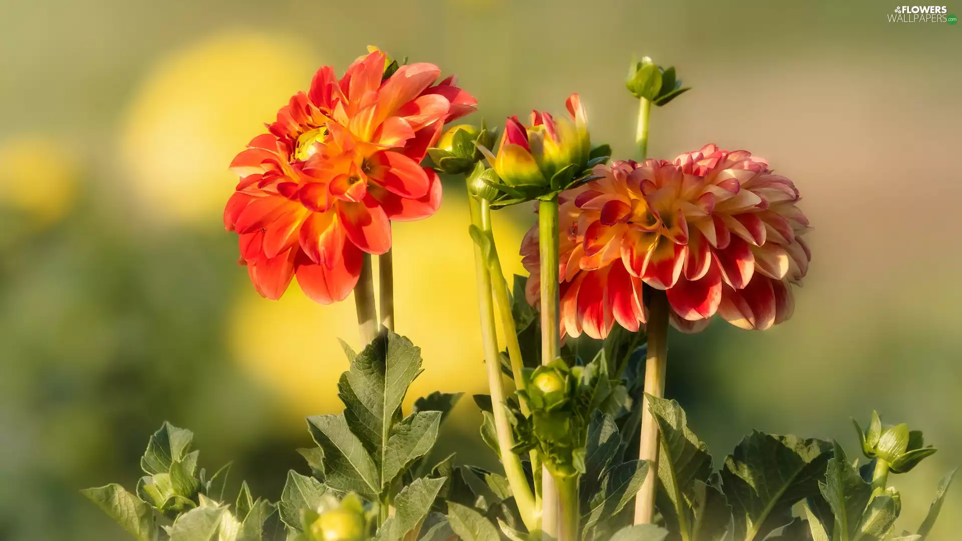 Flowers, Buds, rapprochement, dahlias