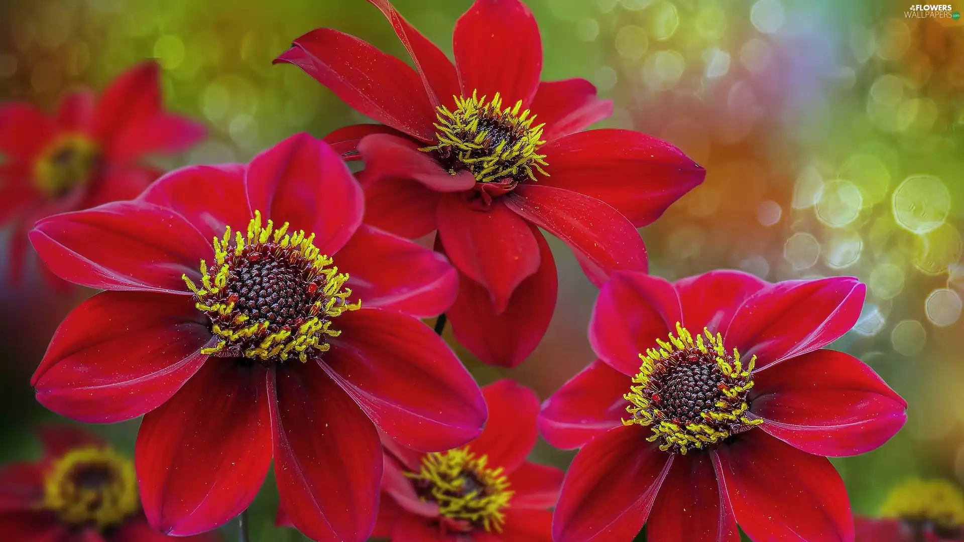 dahlias, Red, Flowers