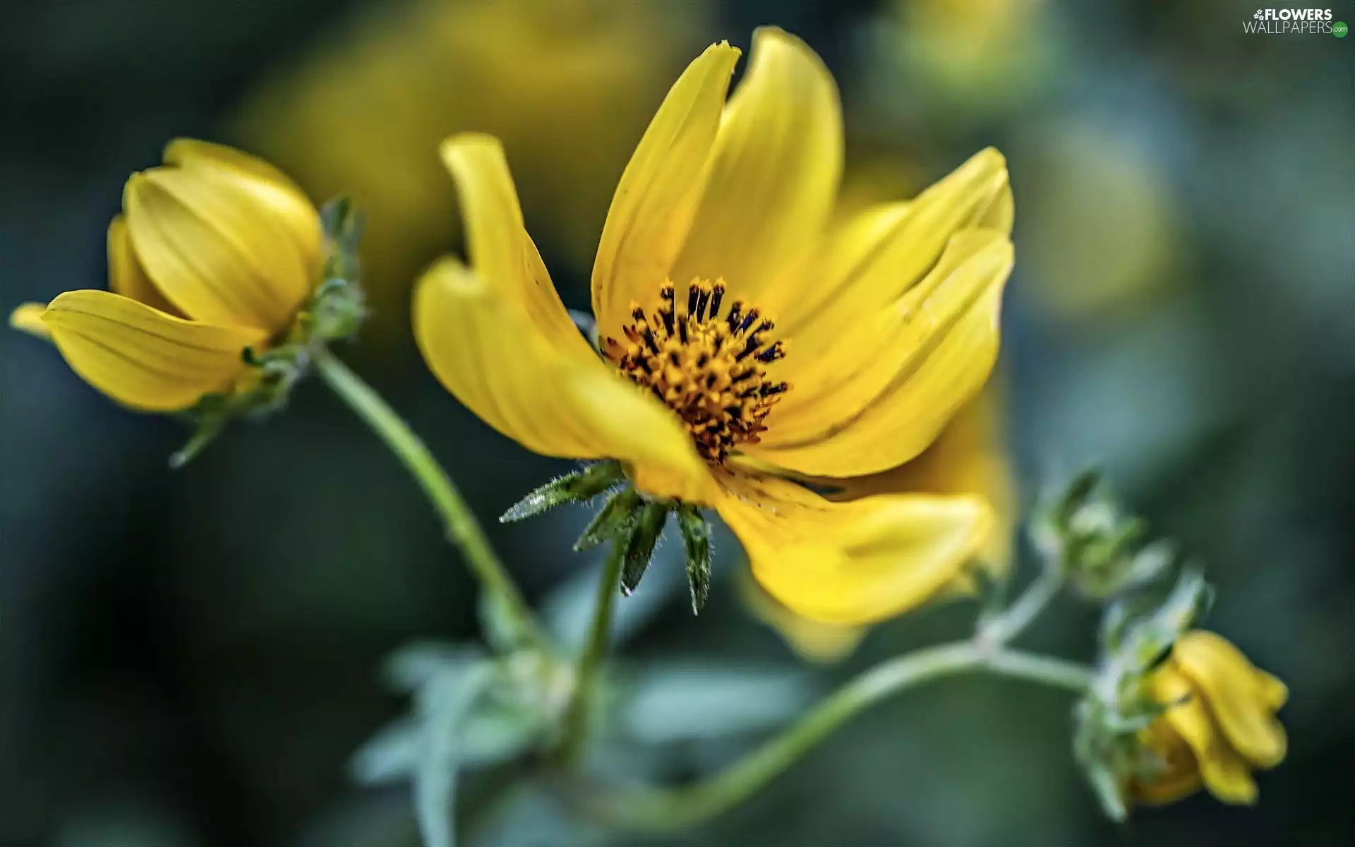 dahlias, Yellow, Flowers