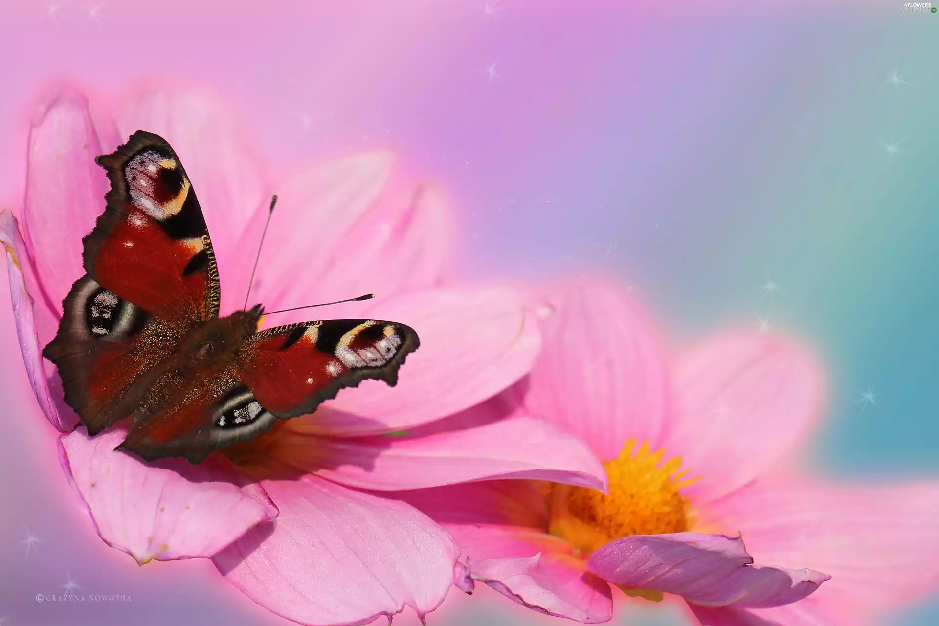 Pink, dahlias, Peacock, Insect, butterfly