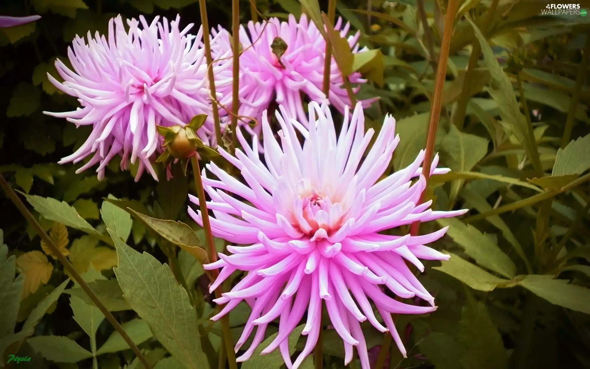 Pink, dahlias