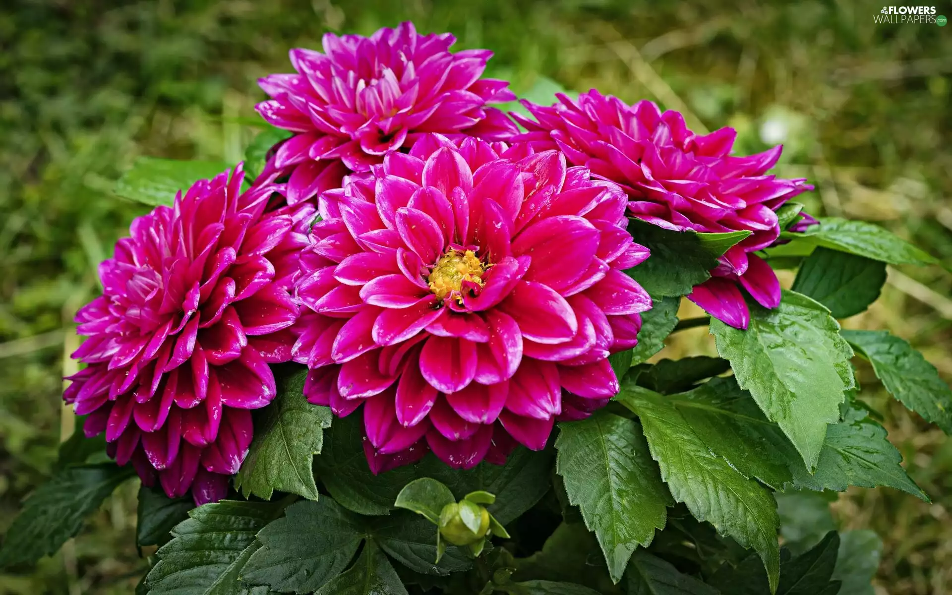dahlias, four, Pink