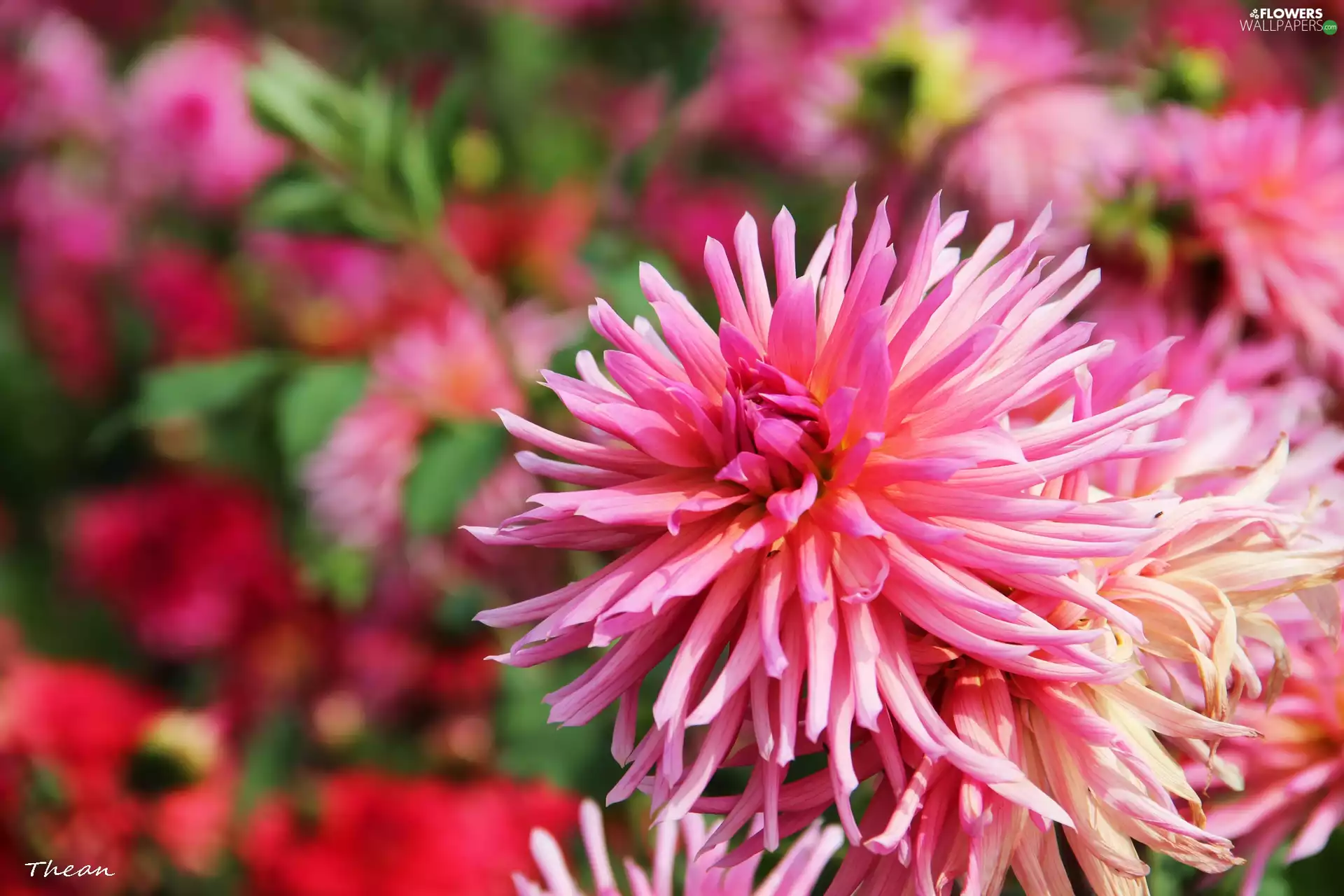 Pink, dahlias