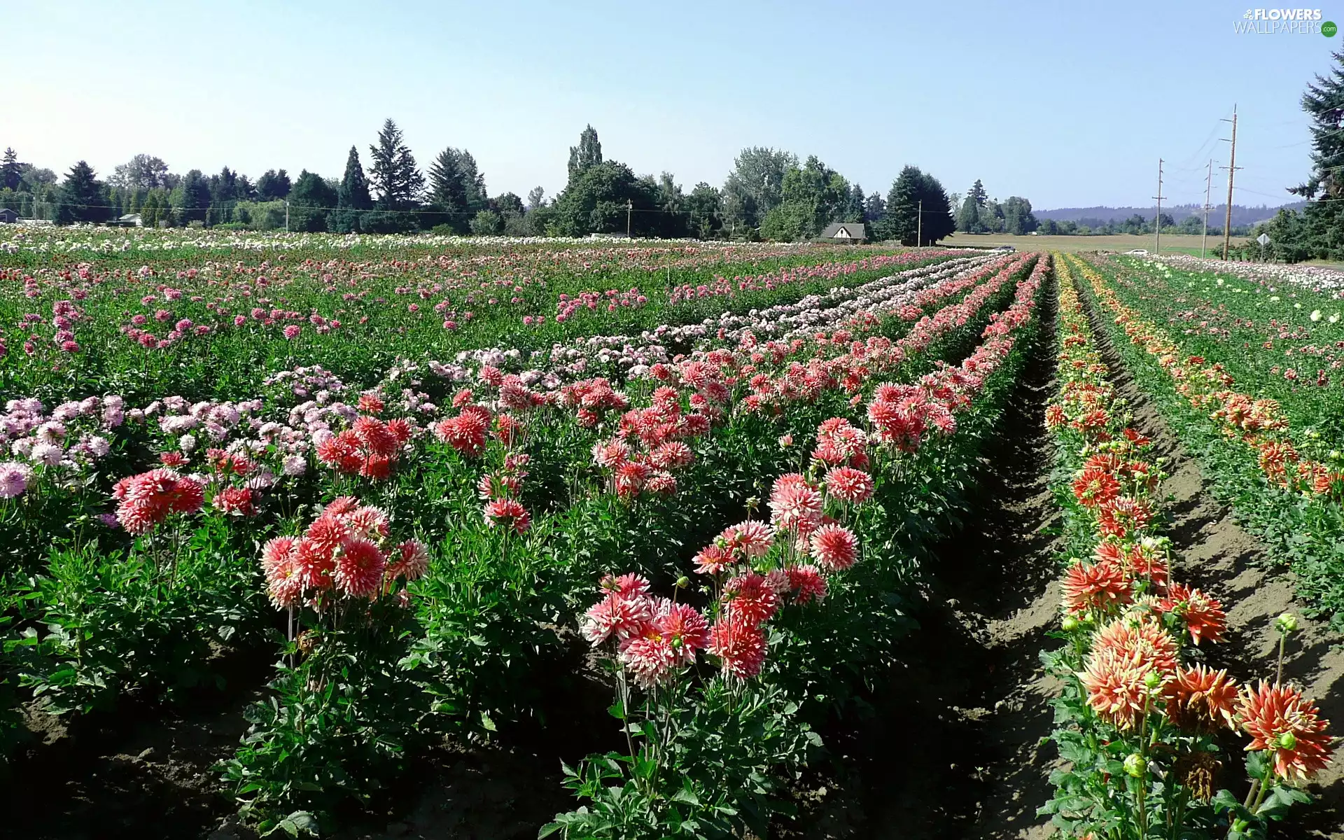 dahlias, plantation